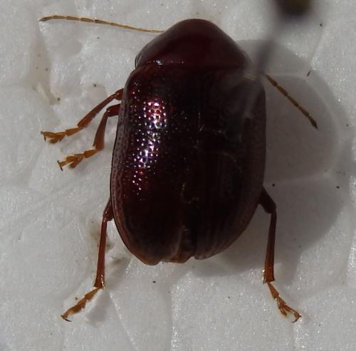 Colaspis sp.